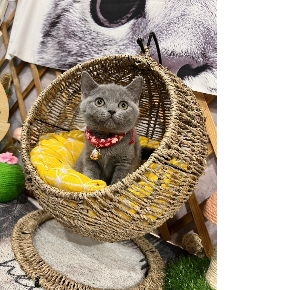 藍英短♀紫丁香血系（☆已有家★）