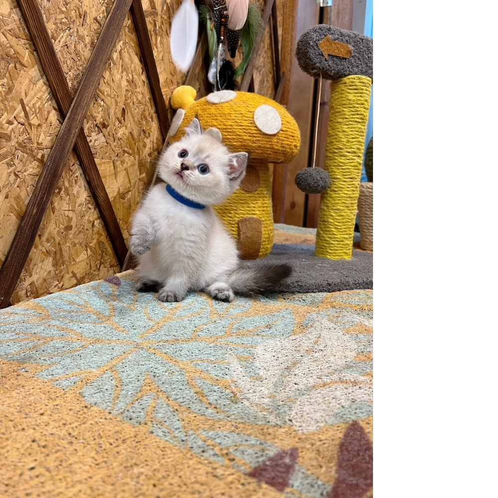 重點色英短♂（☆已有