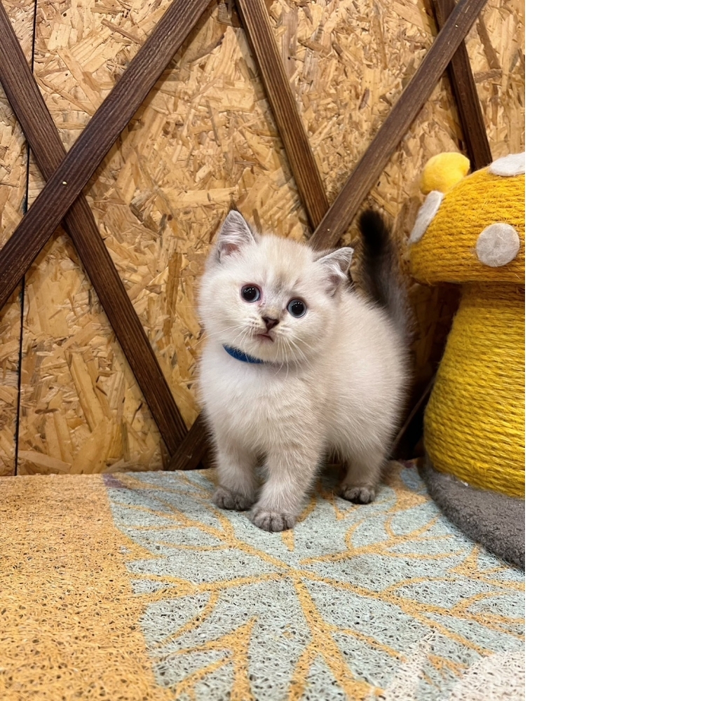 重點色英短♂（☆已有家★）