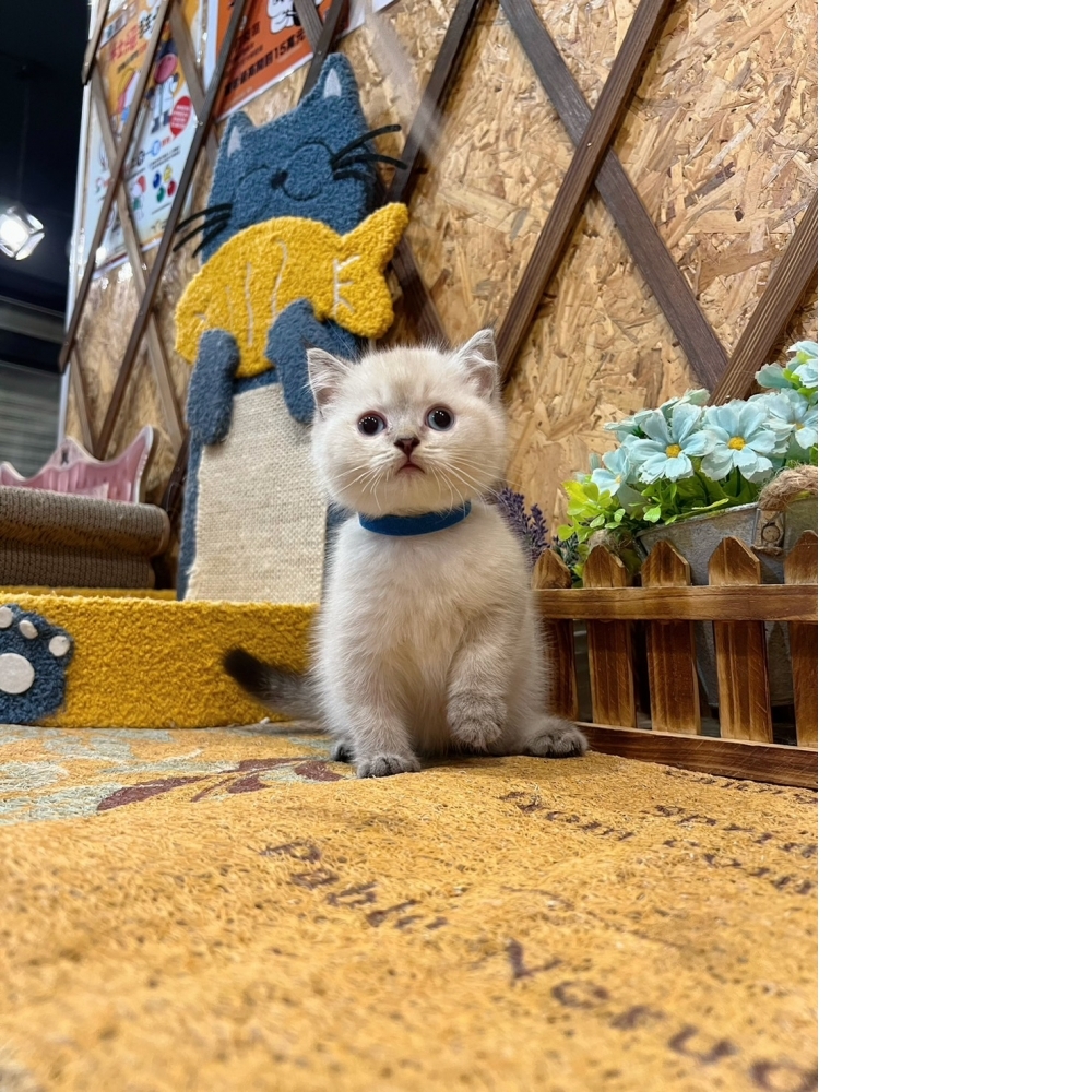 重點色英短♂（☆已有家★）