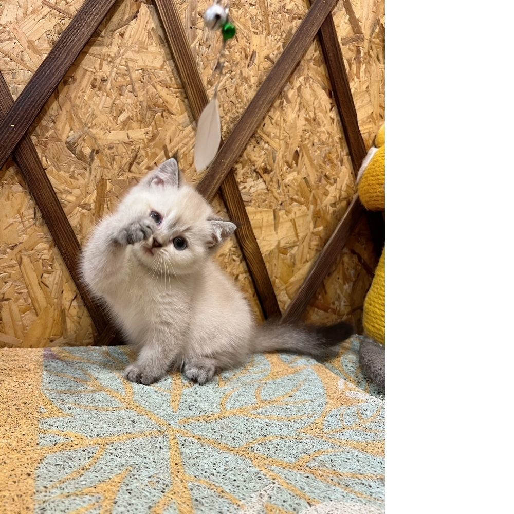 重點色英短♂（☆已有家★）