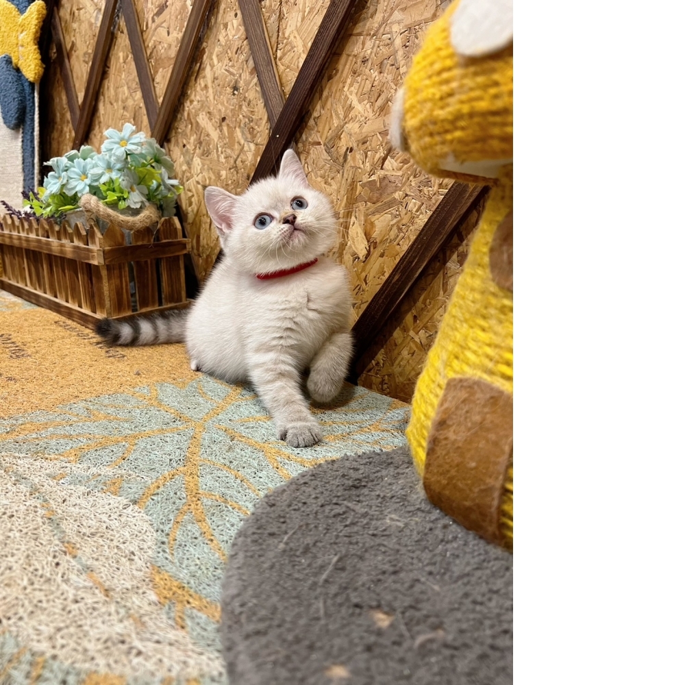 重點色英短♀（☆已有家★）