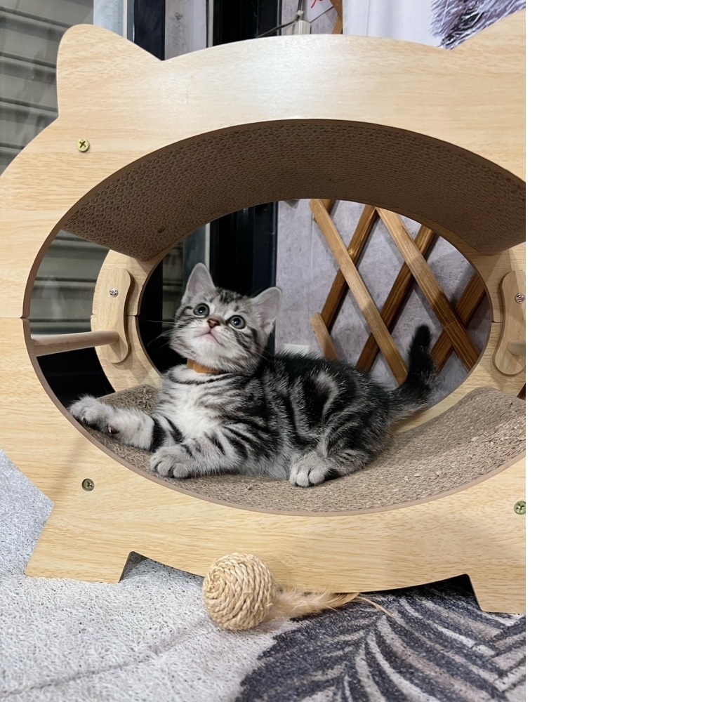 銀白螺旋紋美短♂（☆