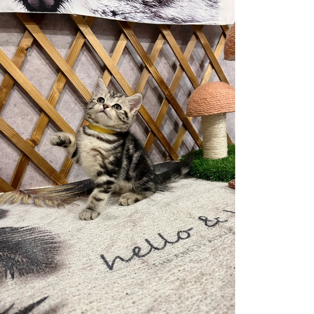 銀白螺旋紋美短♀（☆已有家★）