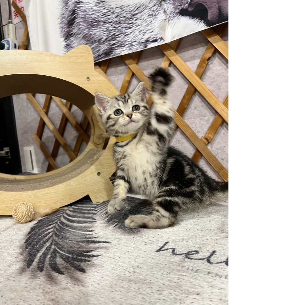 銀白螺旋紋美短♀（☆