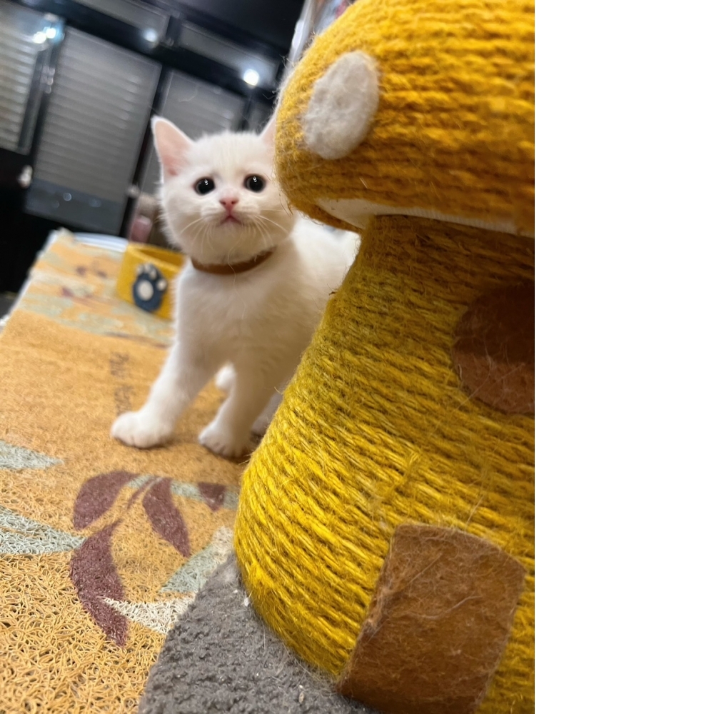 白英短♂（☆已有家★）