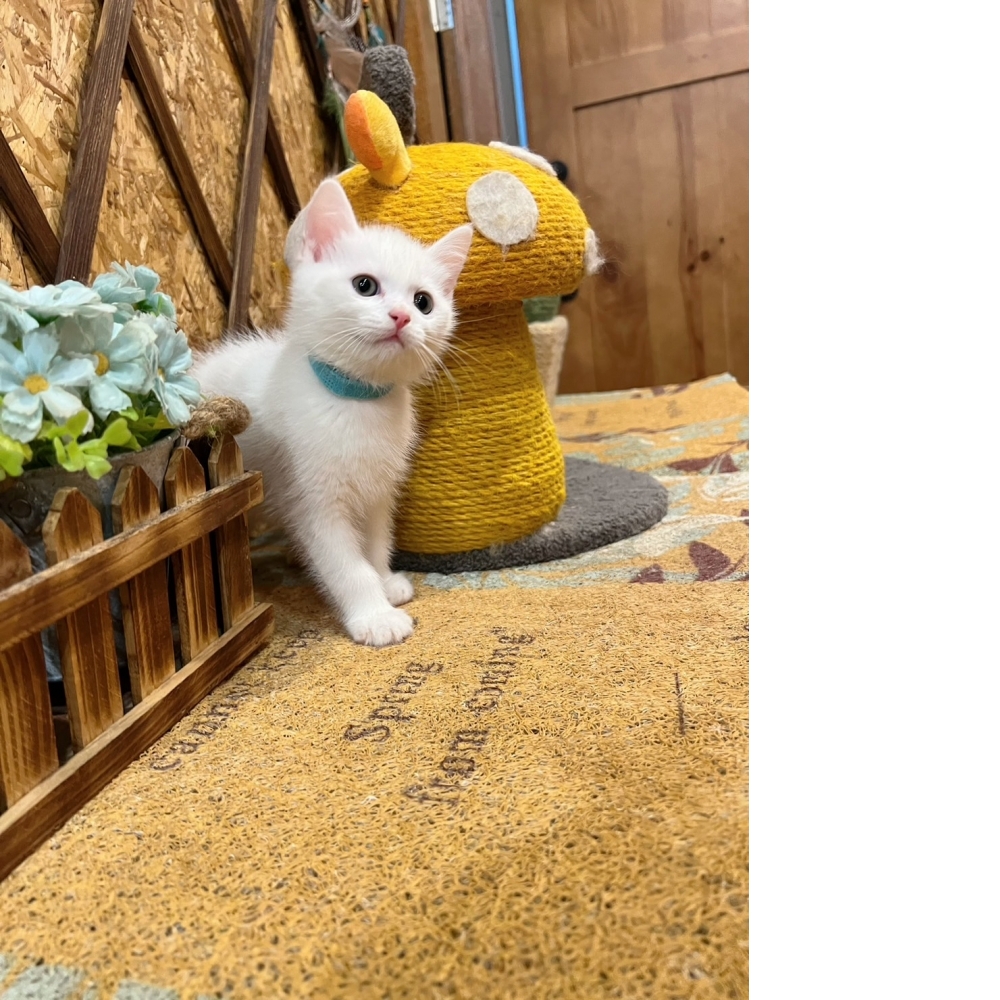 白色英短 ㊚（☆已有家★）