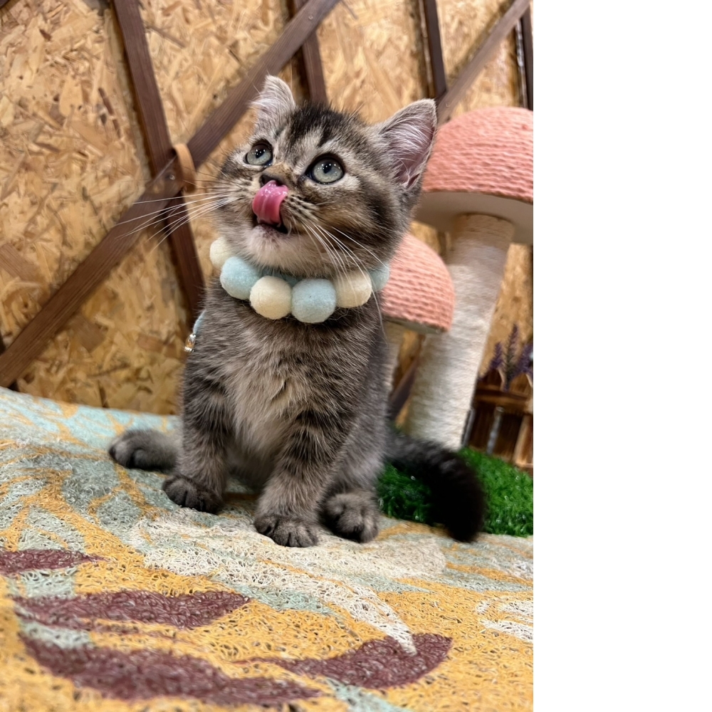 棕黑漸層英短㊚ （☆已有家★）