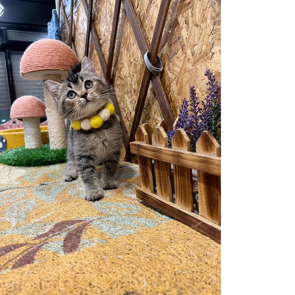 棕黑漸層英短㊚ 優惠中!!（☆已有家★）