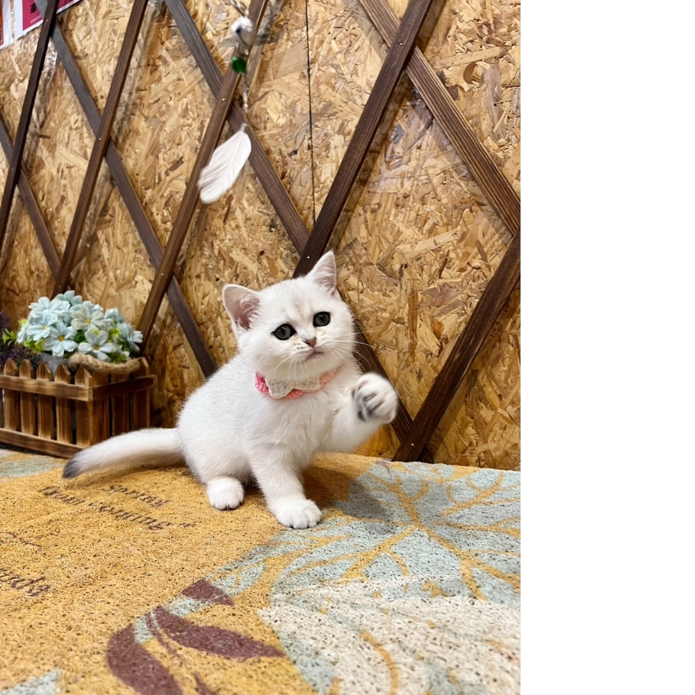 銀漸層英短㊛  #特殊色（☆已秒殺找到家★）