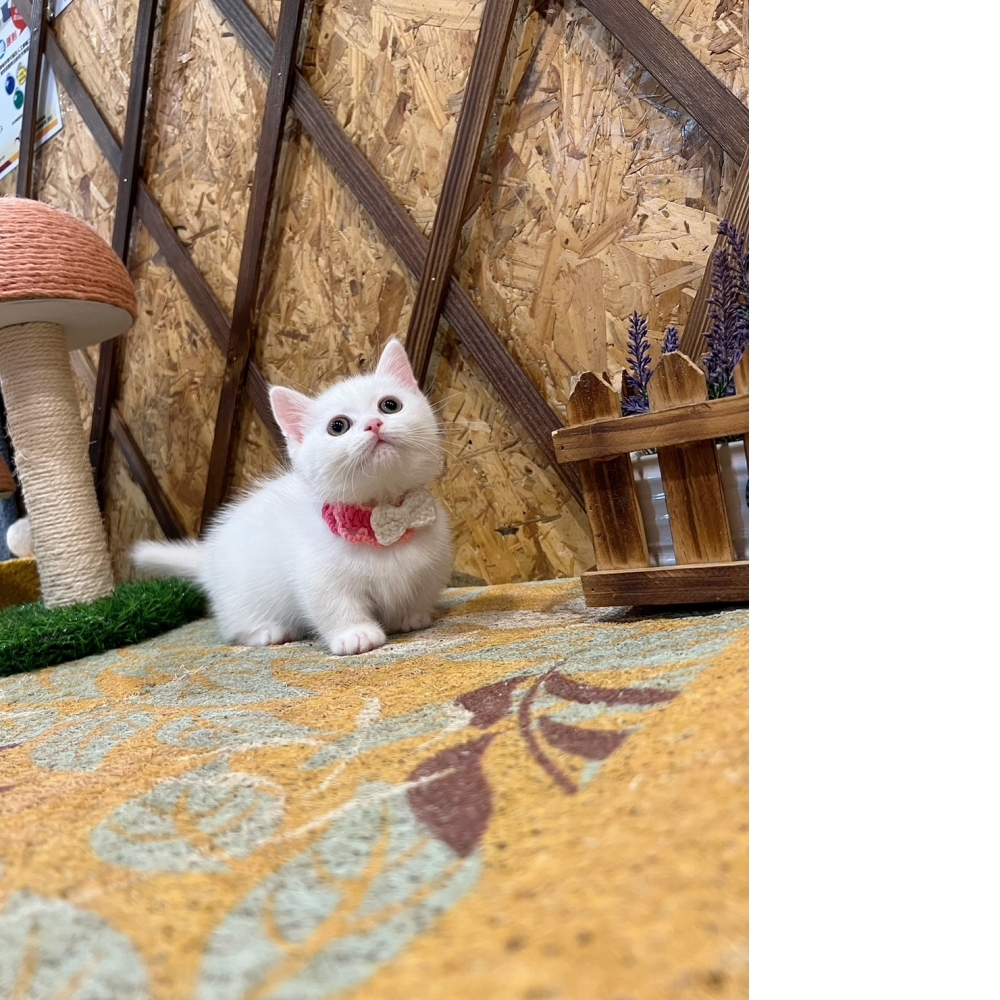 白曼赤肯㊛（☆已有家★）