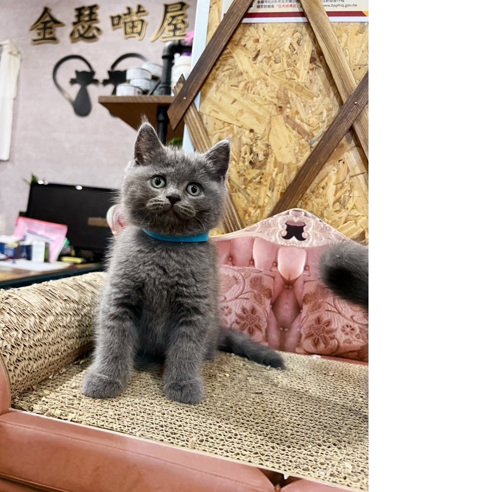 超級包子臉藍英短兄弟 ㊚（☆已有家★）