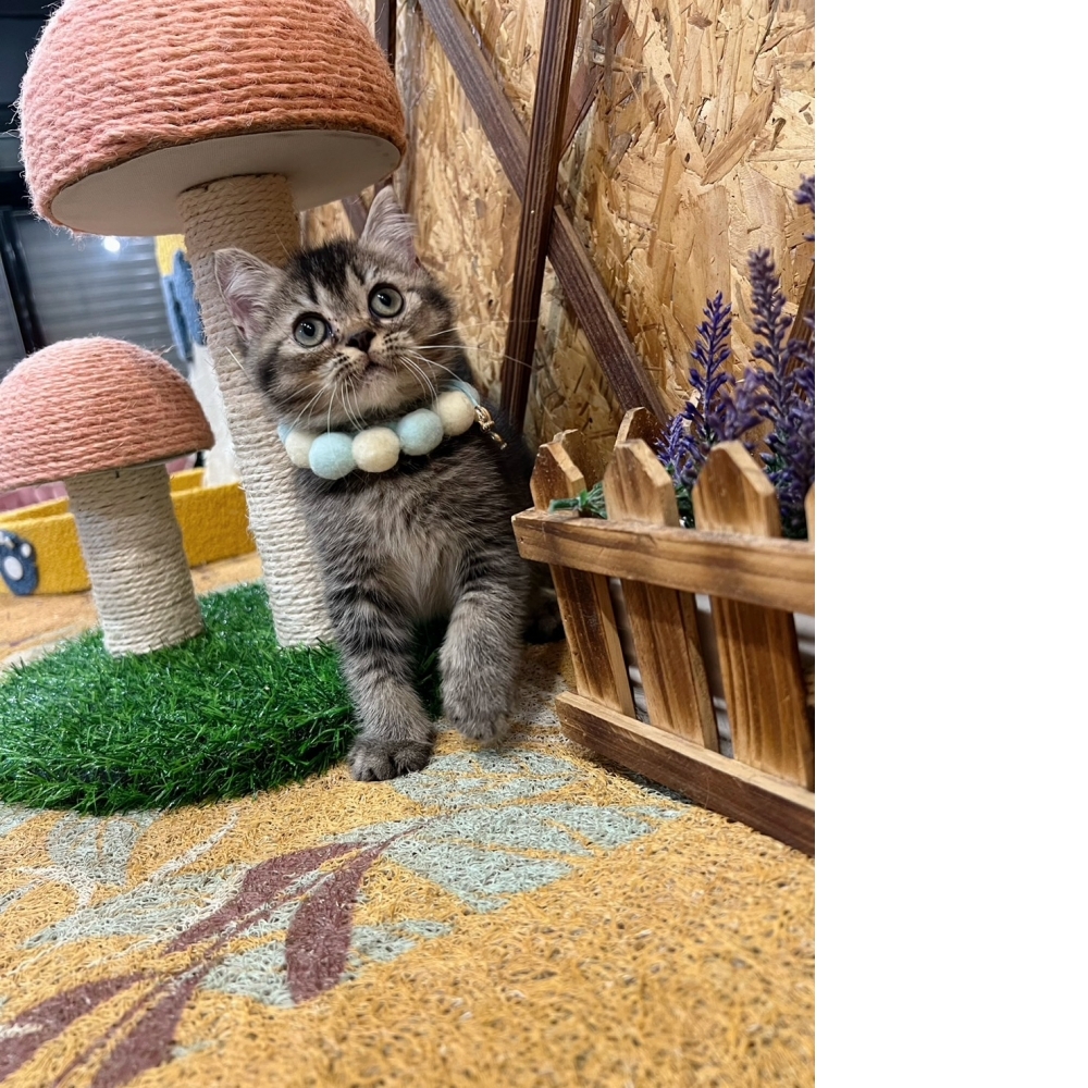 棕黑漸層英短㊚ (☆已有家★)