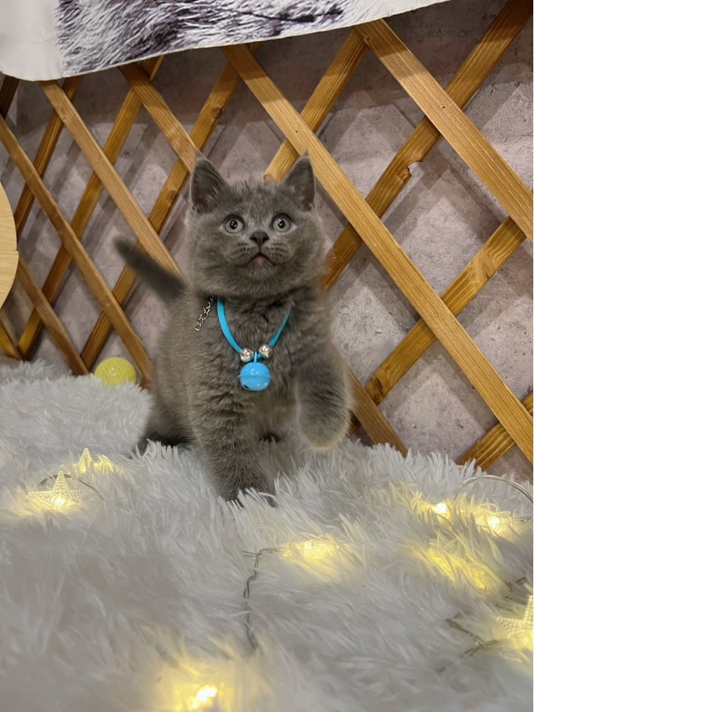 超級包子臉藍英短 ㊚（☆已有家★）