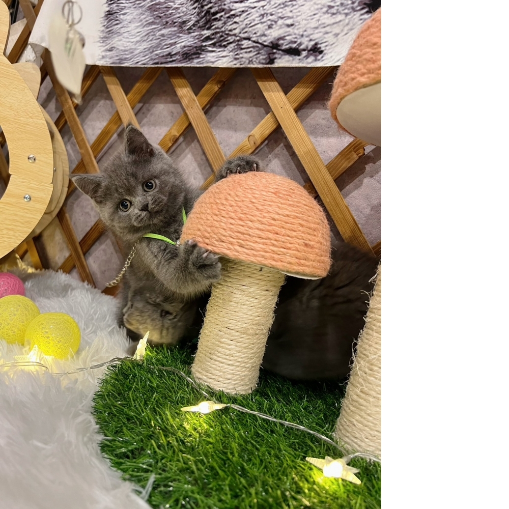 超級包子臉藍英短 ㊚（☆已有家★）