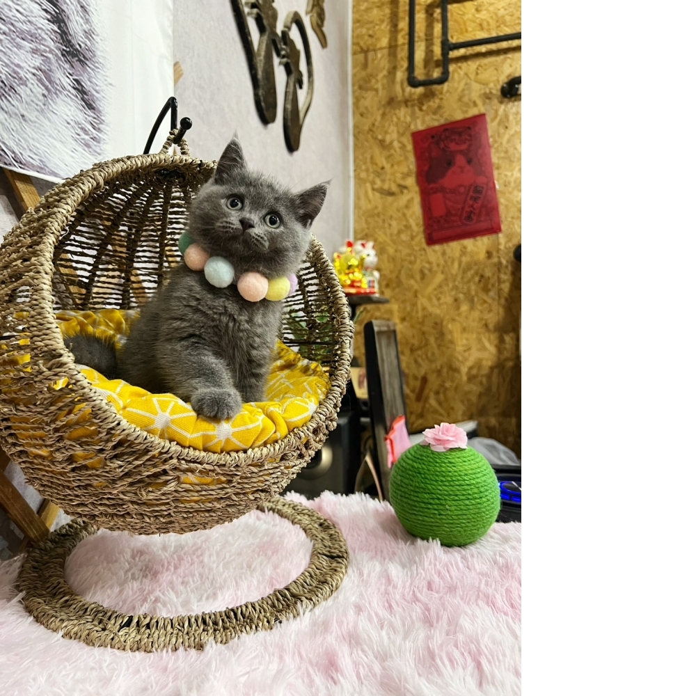 超級包子臉藍英短 ㊚（☆已有家★）
