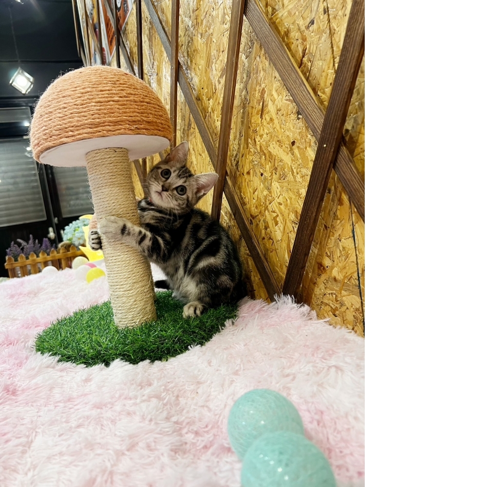 銀白螺旋紋美短㊛妹妹