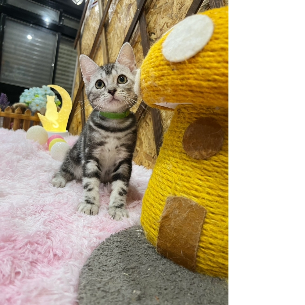 銀白螺旋紋美短㊚弟弟（☆已有家★）