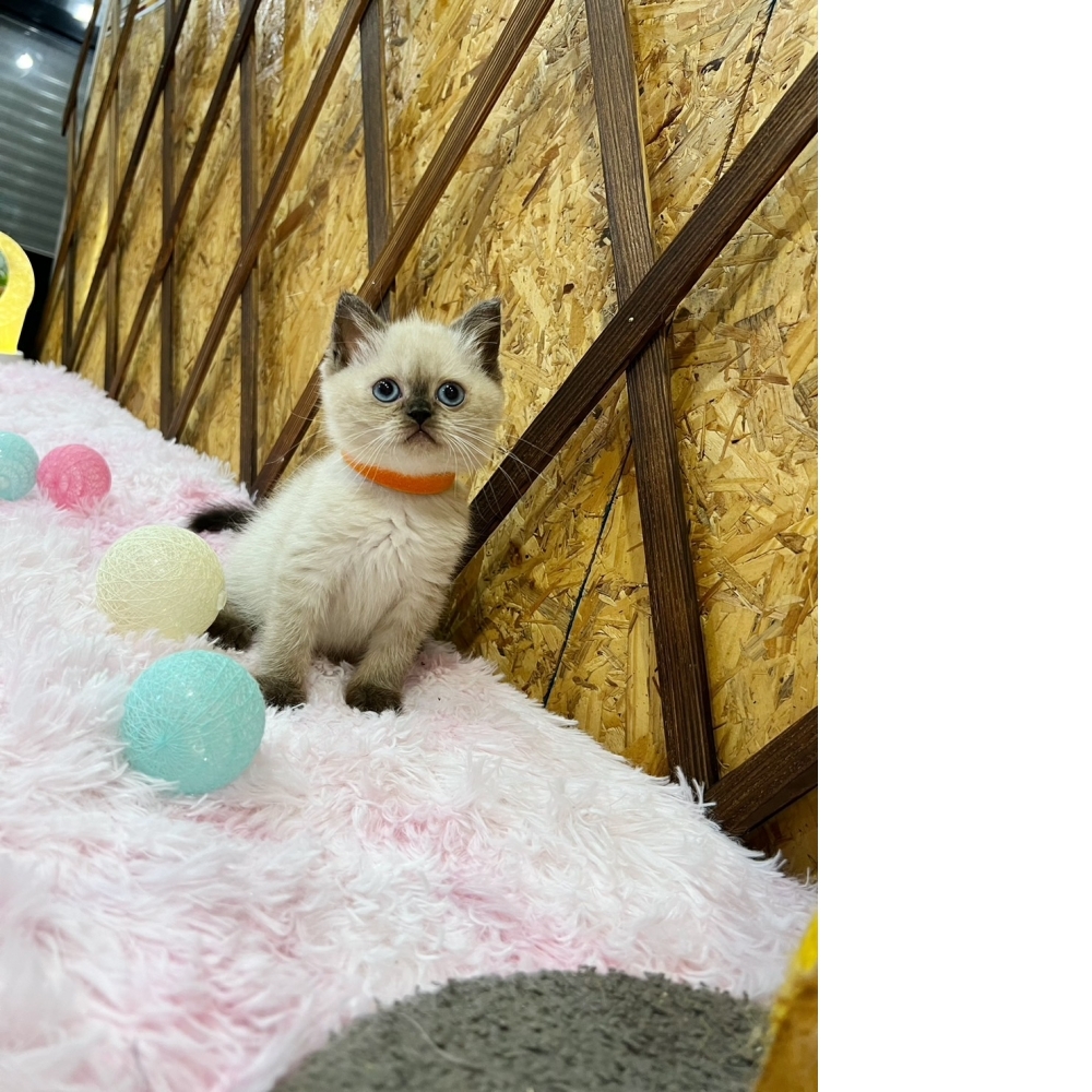 重點色英短㊛妹妹（☆已有家★）