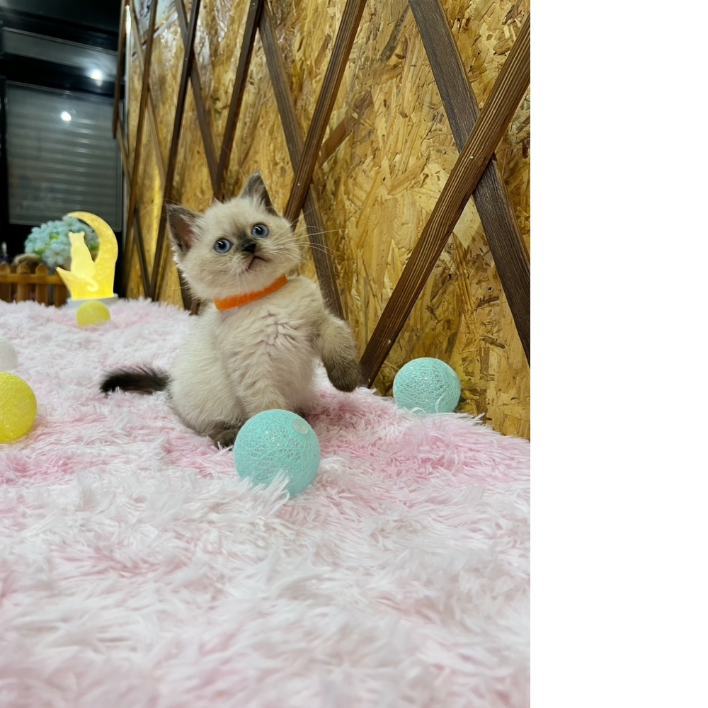 重點色英短㊛妹妹（☆