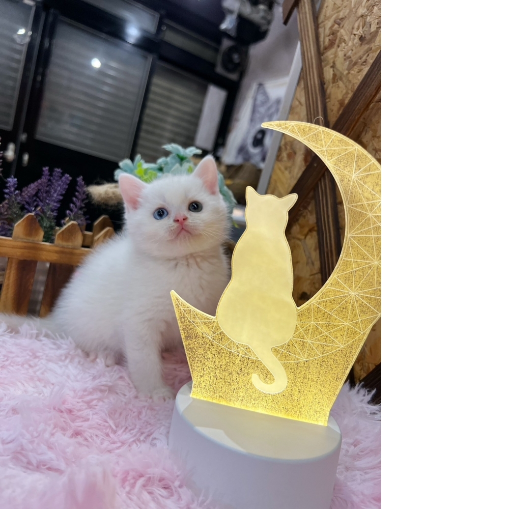 異色瞳白英短㊚弟弟（☆已有家★）