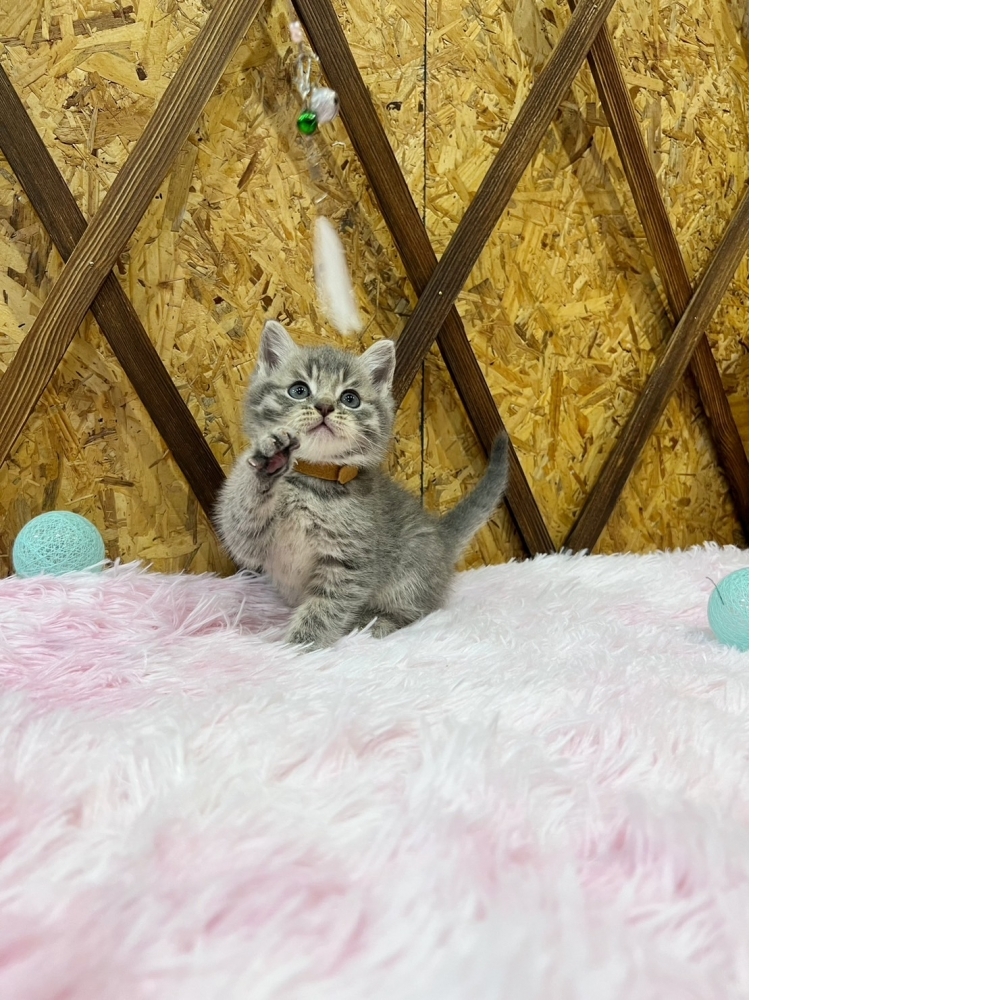 藍虎斑英短㊚弟弟（☆已有家★）