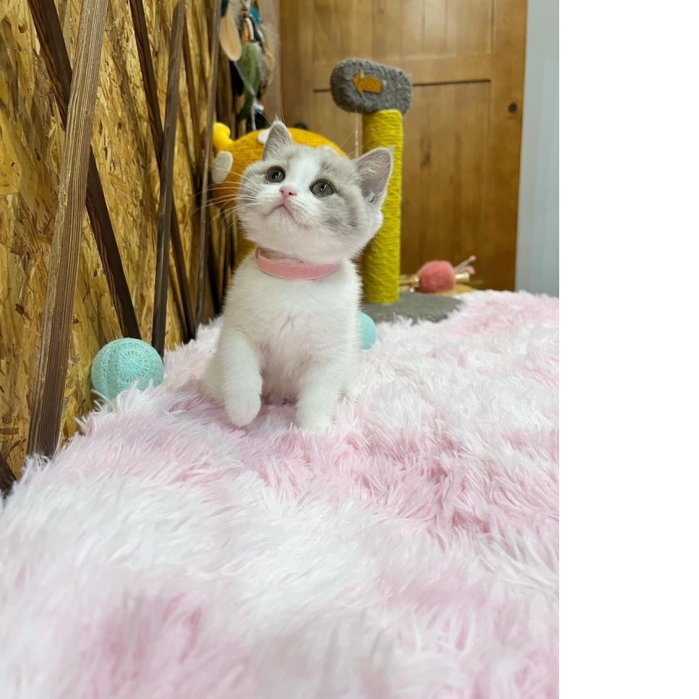 紫丁香賓士英短㊛ #特殊色（☆已有家★）