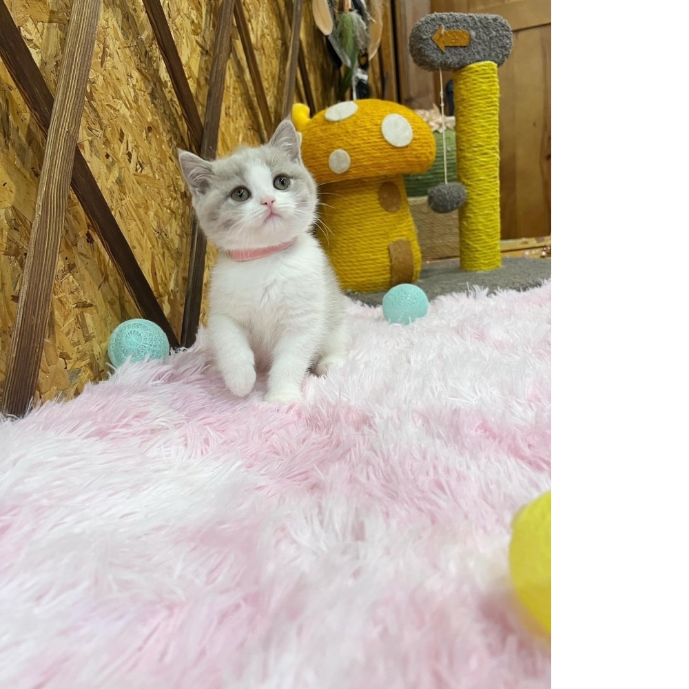 紫丁香賓士英短㊛ #特殊色（☆已有家★）
