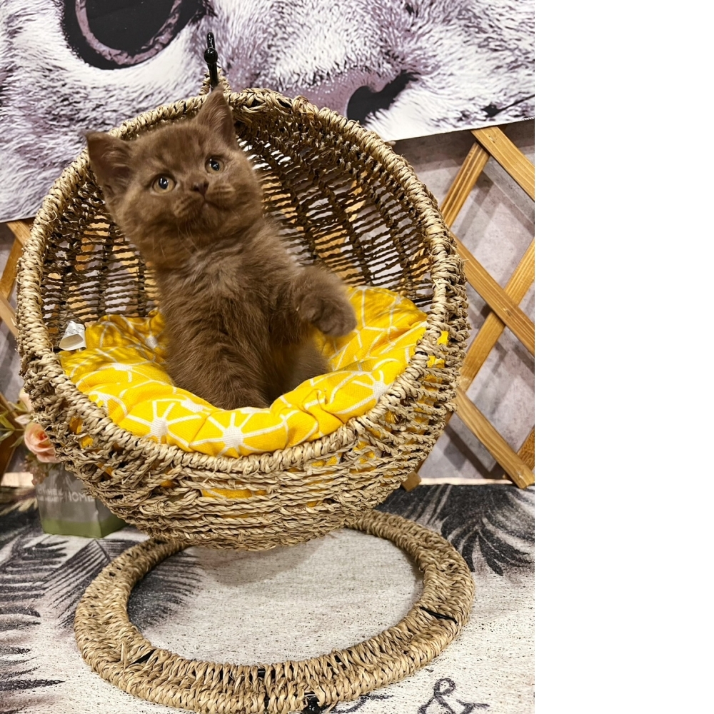肉桂色英短 ㊚#特殊色（☆已有家★）