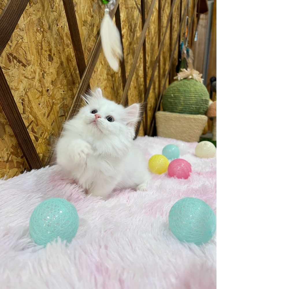 白小步舞曲㊛妹妹（☆