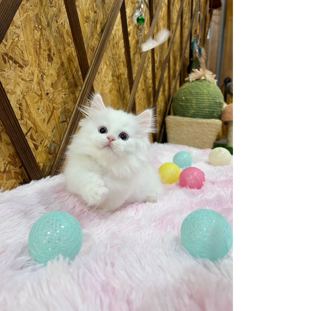 白小步舞曲㊛妹妹（☆已有家★）