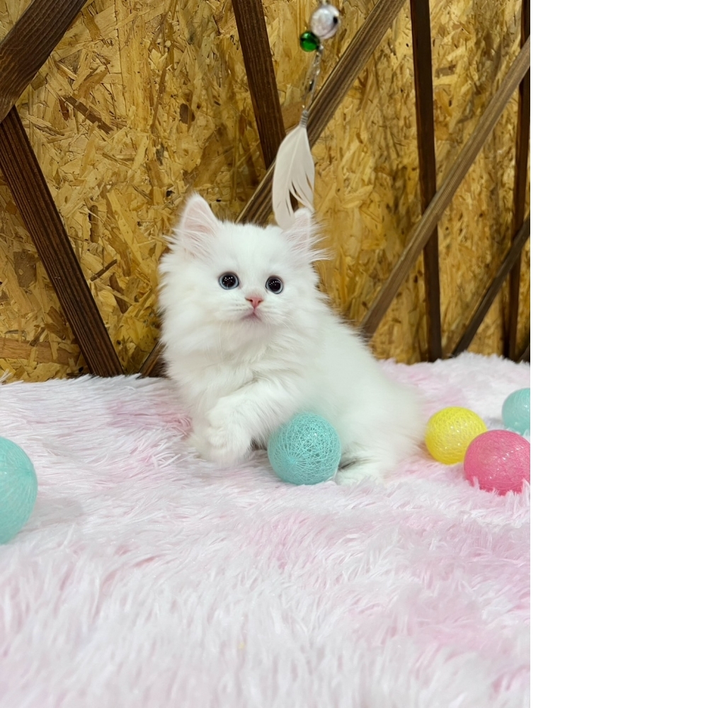 白小步舞曲㊛妹妹（☆已有家★）