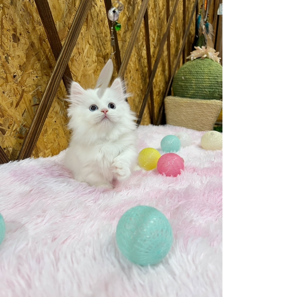 白小步舞曲㊛妹妹（☆已有家★）