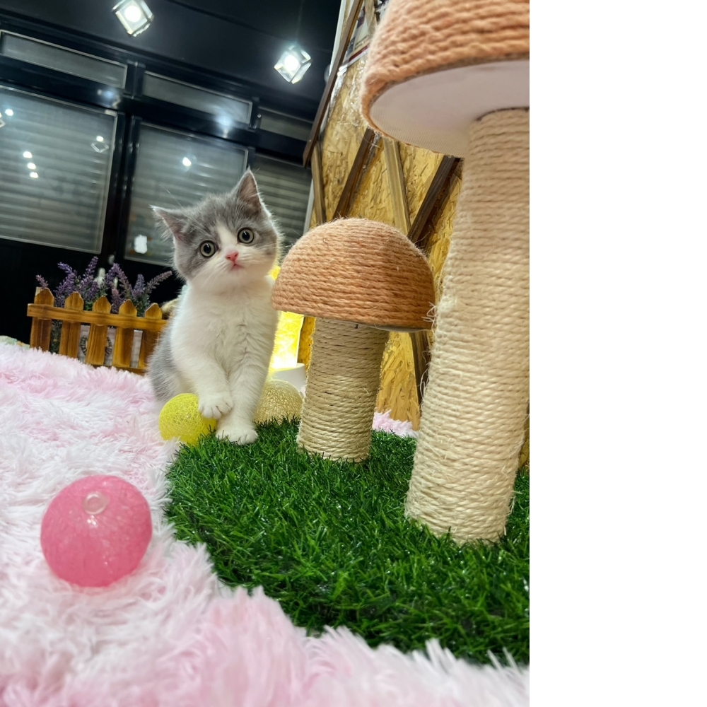 藍白賓士英短㊚弟弟（☆已有家★）