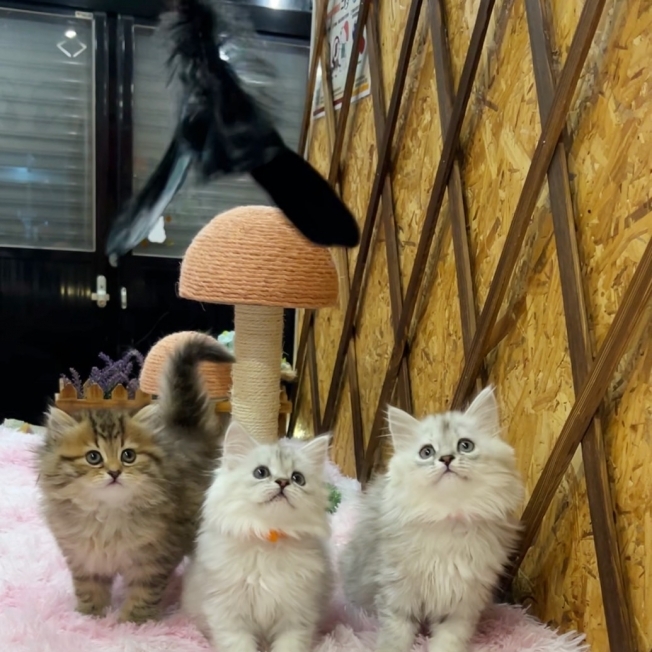 金吉拉㊛妹妹（☆已有