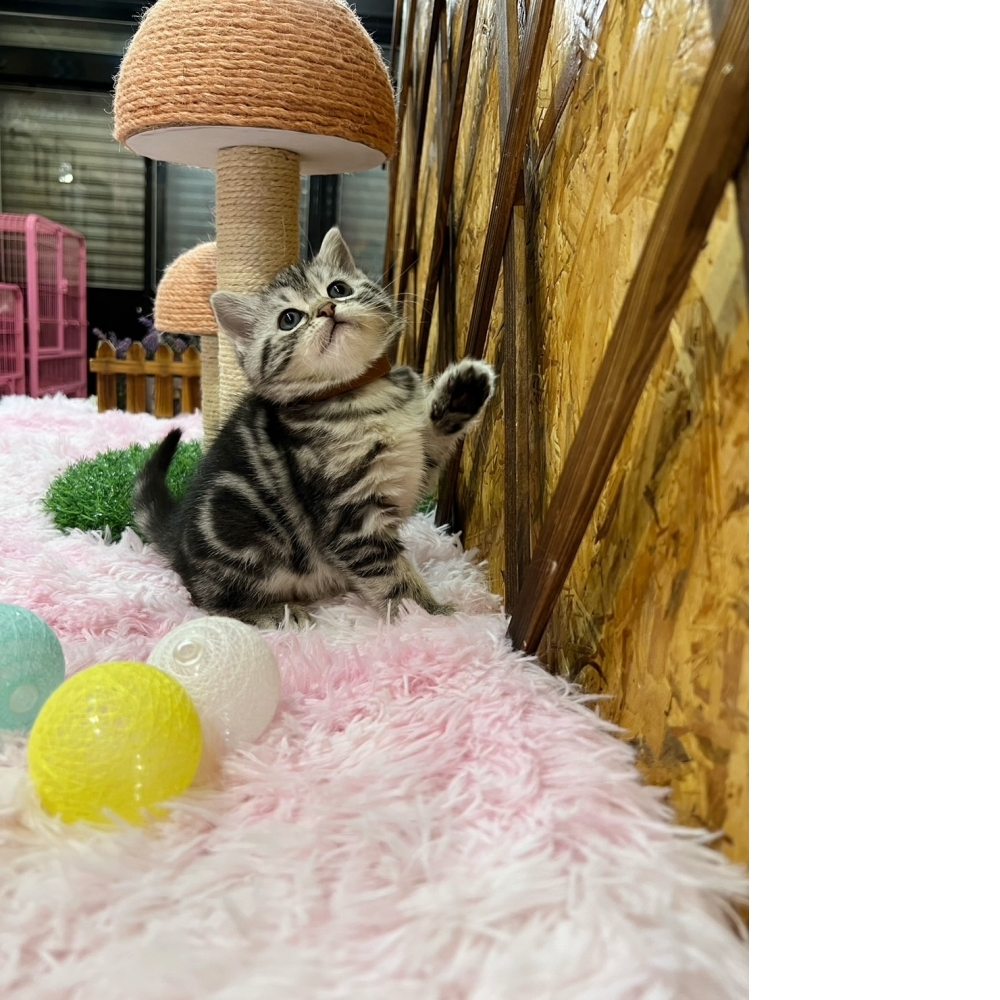 銀白美短㊚弟弟（☆已