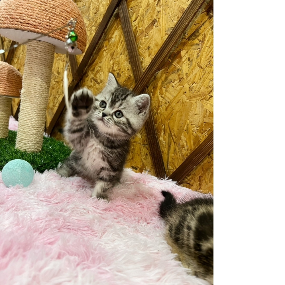 銀白美短㊚弟弟（☆已