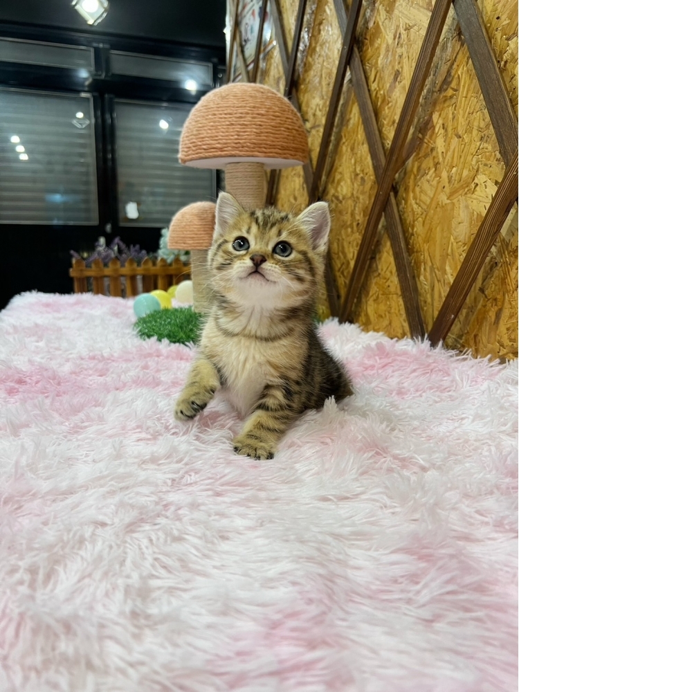 古銅美短㊚弟弟（☆已有家★）