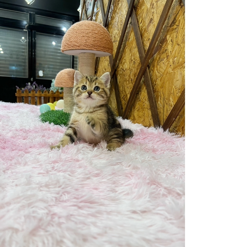 古銅美短㊚弟弟（☆已有家★）