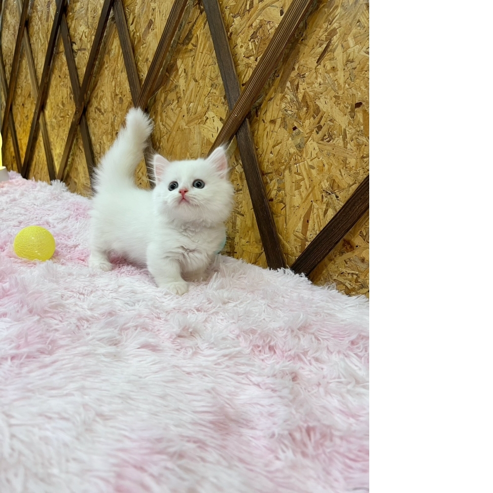 #超短腿  白小步舞曲㊚弟弟（☆已有家★）