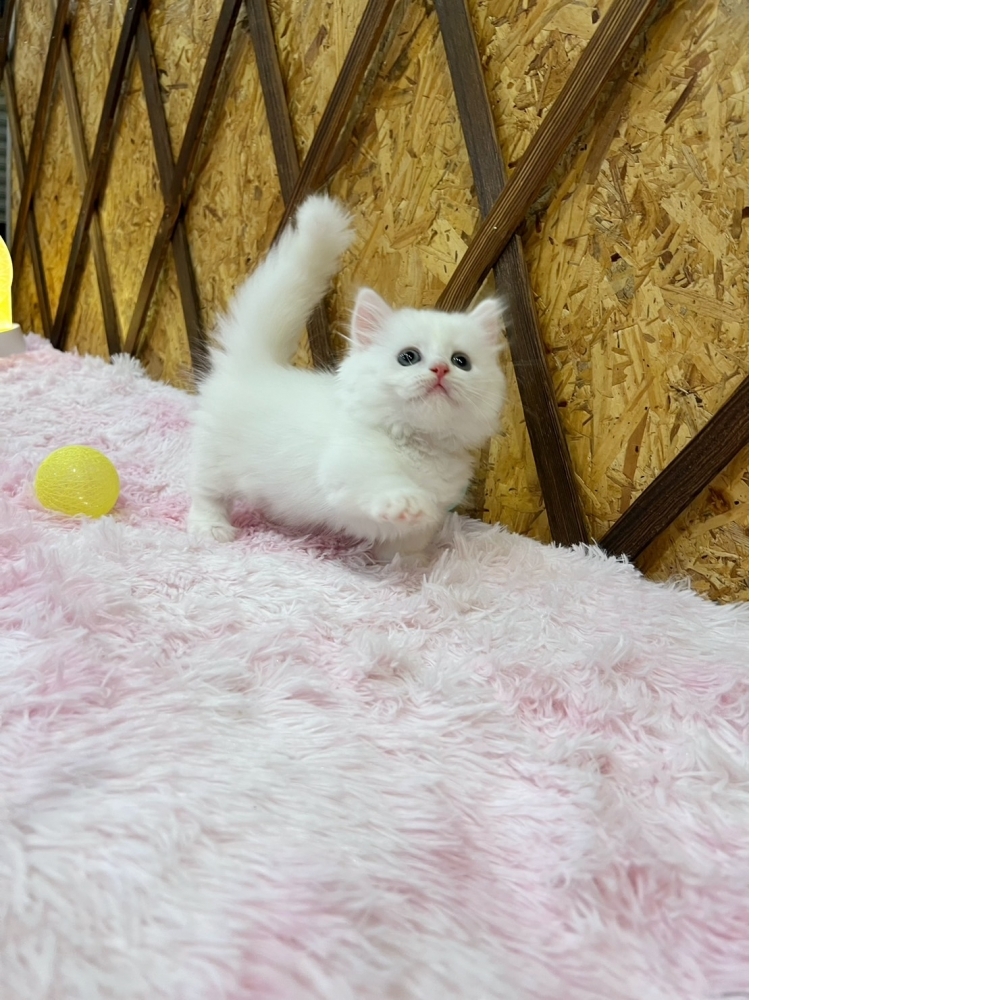 #超短腿  白小步舞曲㊚弟弟（☆已有家★）