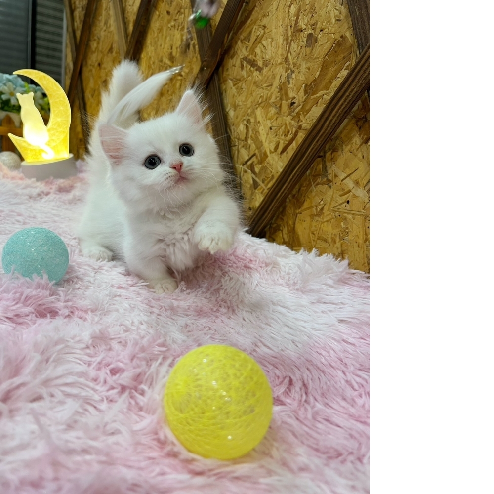 #超短腿  白小步舞