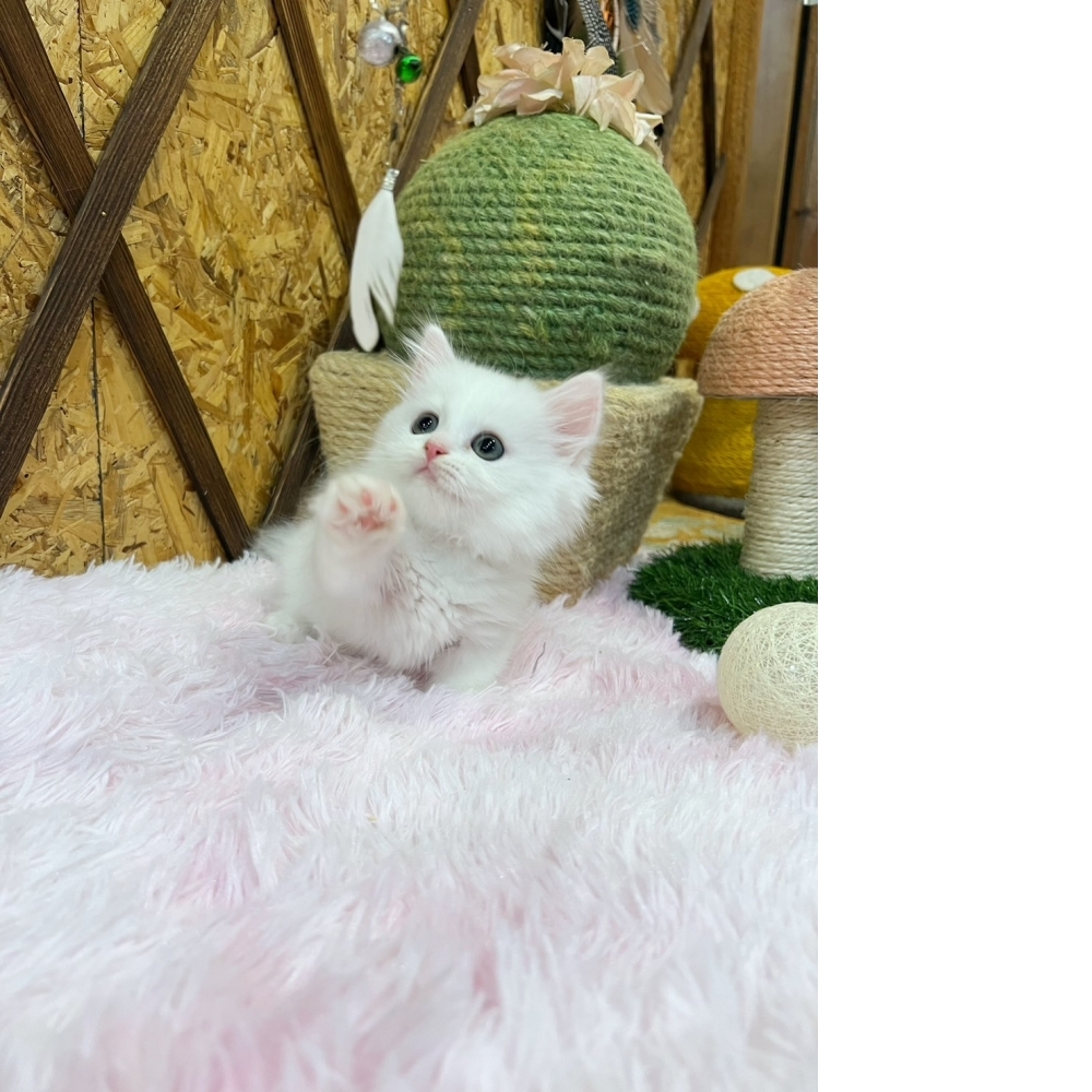 #超短腿  白小步舞曲㊚弟弟（☆已有家★）