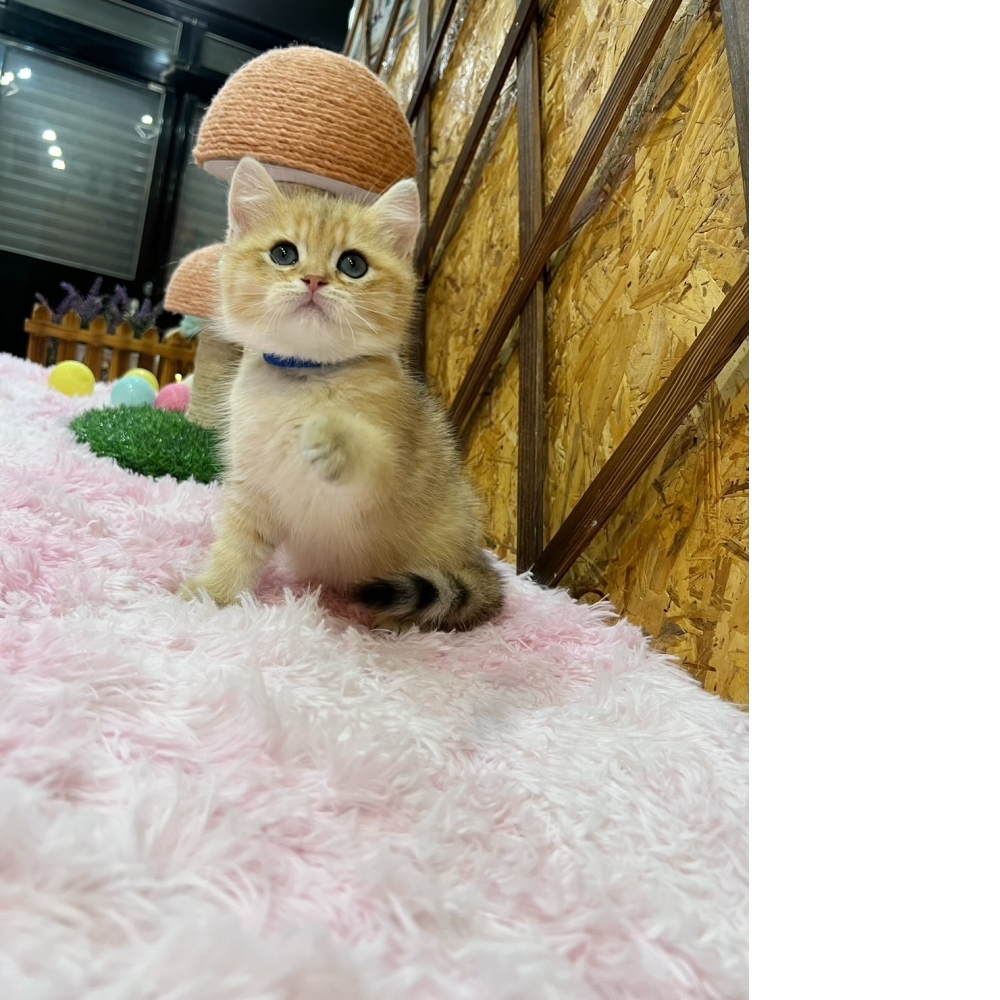 #特殊色 金漸層英短㊚弟弟（☆已有家★）