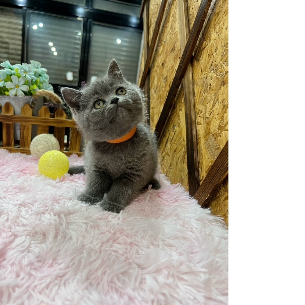 藍英短㊛妹妹（☆已有家★）