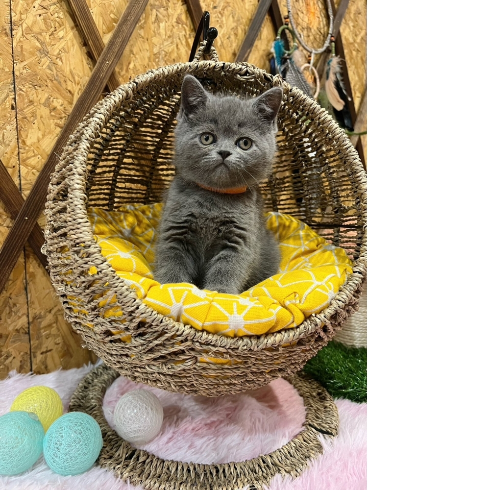 藍英短㊛妹妹（☆已有家★）