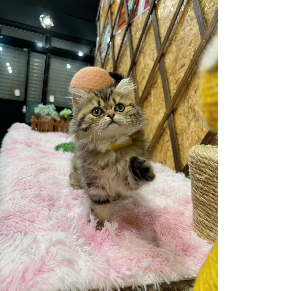 虎斑金吉拉㊛妹妹(☆已有家★)