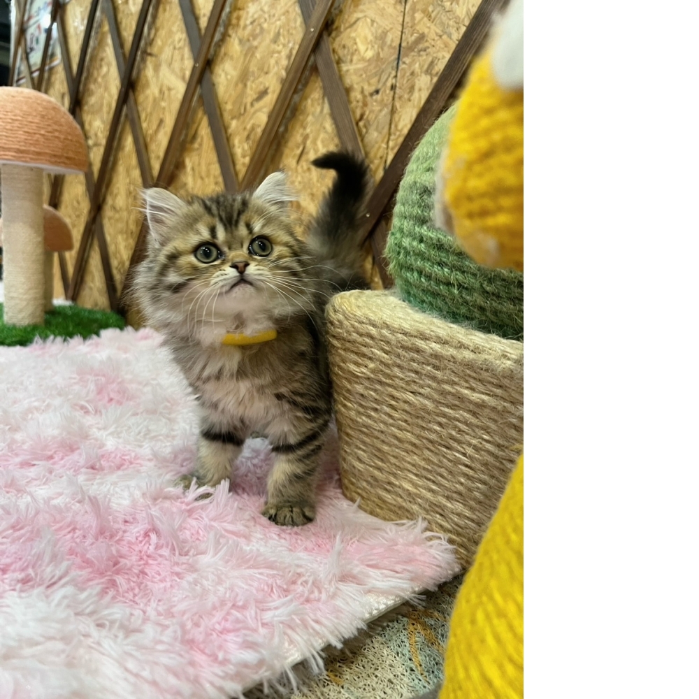 虎斑金吉拉㊛妹妹(☆已有家★)