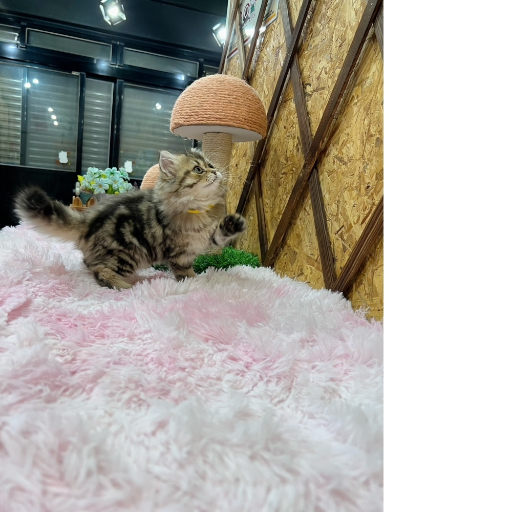 虎斑金吉拉㊛妹妹(☆已有家★)