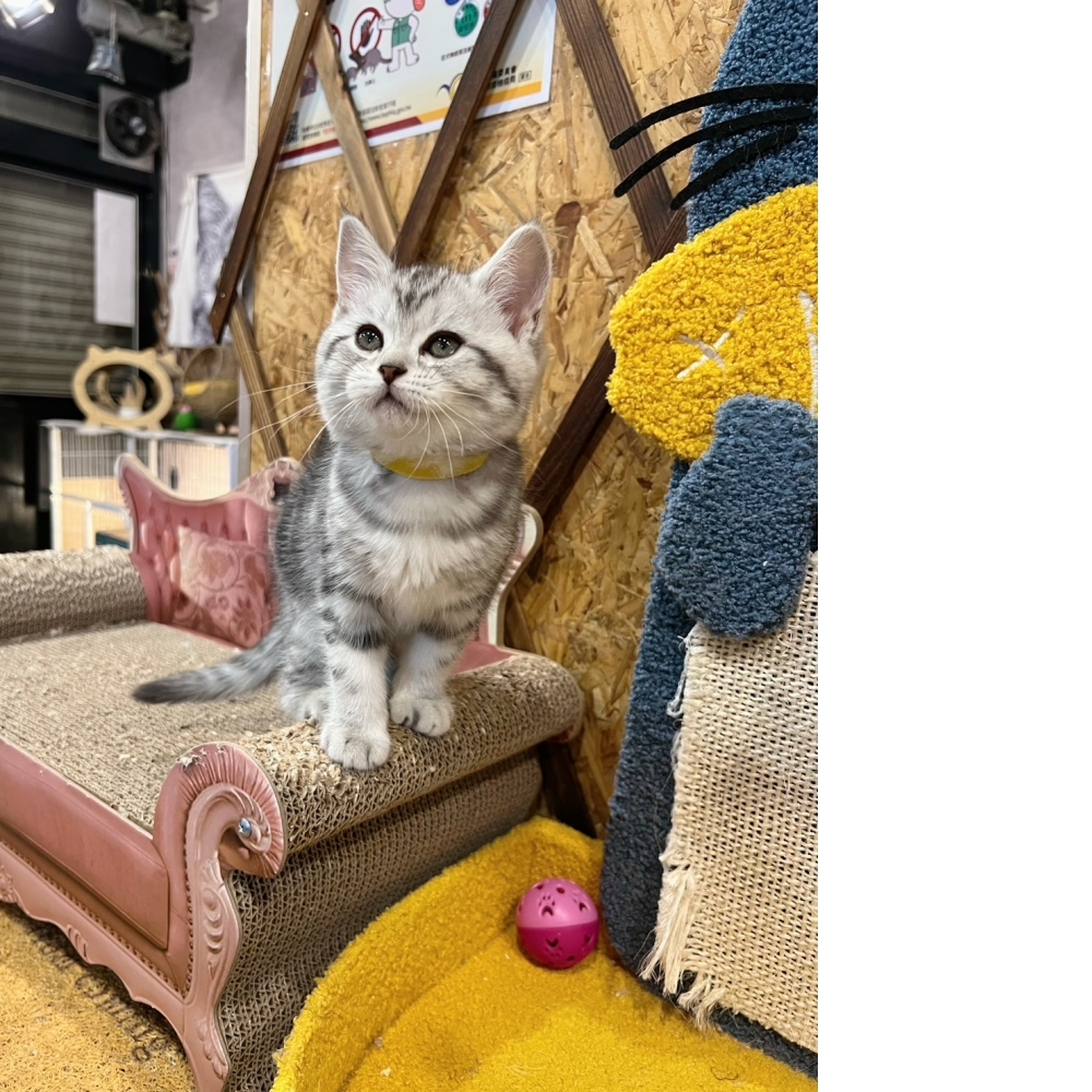 銀白美短㊛妹妹（☆已有家★）